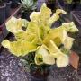 Codiaeum Chang Puek