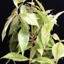 Syzygium malaccense variegated (Indonesia)(grafted).