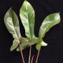 Philodendron Spanish Guitar.