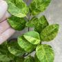 Citrus aurantifolia ‘Manao Paen’ variegated.