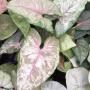 Syngonium Christmas (mutation).