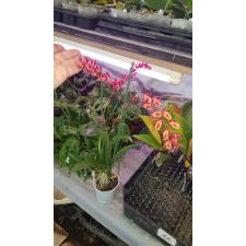 Ховара Лава Берст "Красный жук" / Howeara Lava Burst 'Red Bug'