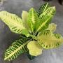 Codiaeum Pla Ngern.