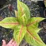 Aglaonema  Tong lai ma A-50