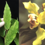 Mitrephora tomentosa (white variegated)(grafted)