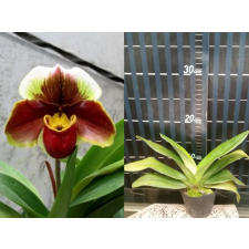 Папхиопедилум Ред Митлоаф / Paph.Red Meatloaf