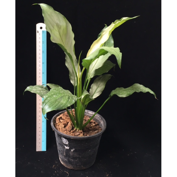 Spathiphyllum Spilt Milk (No.1)(S 591
