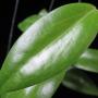 Hoya ilagii No.2 (wide leaf)            727