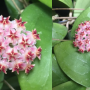 Hoya erythrostemma 'Pink Perfection' (#889).
