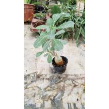 Adenium obesum (seedling) 300p