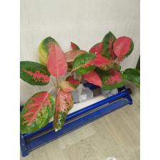 Aglaonema Chang Dang A-24