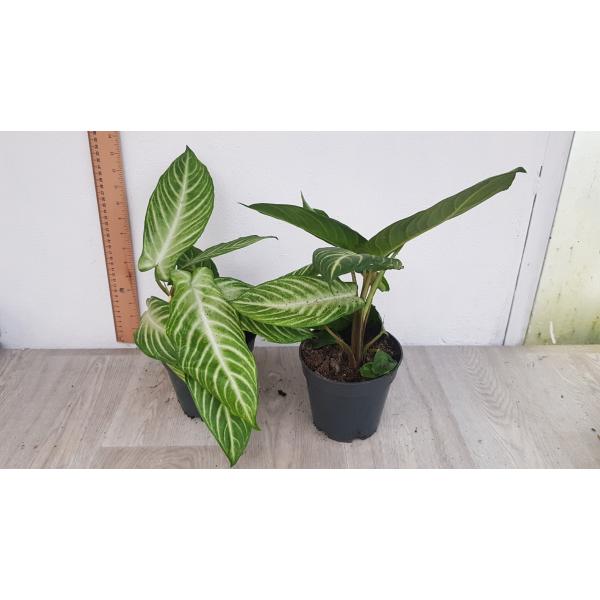 Алоказия линдении (Ксантоса Линдении) / Alocasia lindenii (Xanthosoma lindenii) 1500p