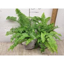 Nephrolepis Cordifolia (thailand) (M)