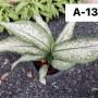 Aglaonema  Udomsab A-130