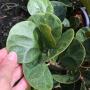Ficus deltoidea 'Giant leaf'