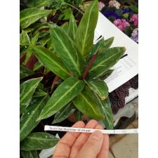 Strom San Magicstar 12 cm pot
