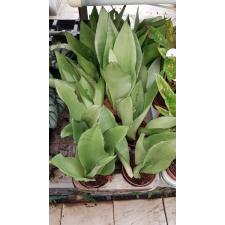 Sansevieria Trifa. 'moonshine' 650р