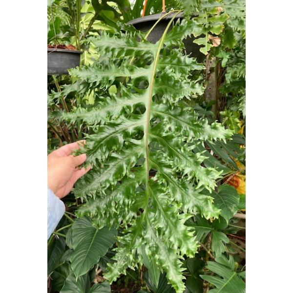 Дринария сп.(Т10) Пунсак Таиланд / Drynaria sp.(T10) ‘Poonsak’ Thailand