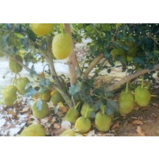 Артокарпус разнолистный ‘Петч Дамронк’ (привитый) / Artocarpus heterophyllus 'Petch Damronk' (grafted).