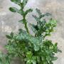 Drynaria bonii (Dwarf)