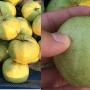 Psidium guajava 'Kimju'