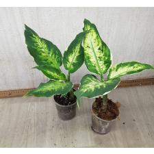 Aglaonema Sethee rub money A-144 (Dieffenbachia)