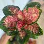 Aglaonema  Suksom- variegated A-150