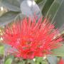 Xanthostemon Youngii