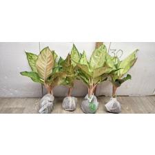 Аглаонема Фрозен черная / Aglaonema Frozen black A-27