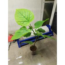 Ficus Umbellata pot 800p