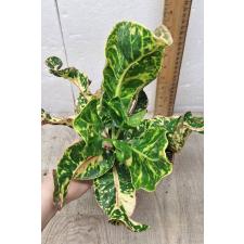 Codiaeum Sri Lom A54