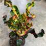 Codiaeum Sethee Punlaan