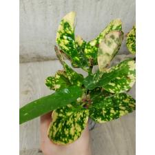 Codiaeum B-2 Ja mong kut
