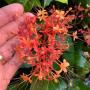 Saraca indica (Ashoka)