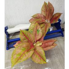 Aglaonema Prakaipet pink