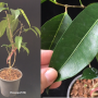 Ficus sp.(T26)