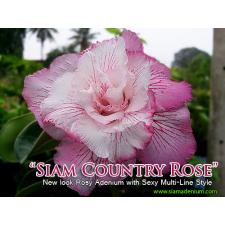 Siam country Rose Adenium