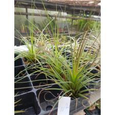 tillandsia 2