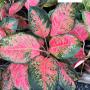 Aglaonema  Chang Dang A-24