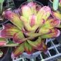 Neoregelia Strawberry Roan.