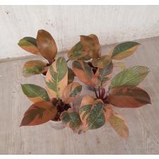 Philodendron 'Black Cardinal' variegated