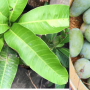 Mangifera indica 'Nhong Saeng'