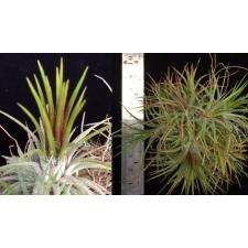 TILLANDSIA IONANTHA FUEGO