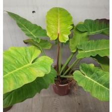 Philodendron Jungle Fever