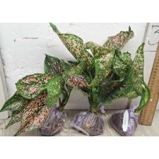Аглаонема Руб голд галакси / Aglaonema rub gold galaxy A-91