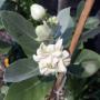 Calotropis gigantea (white and double flower)