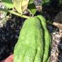 Citrus medica buddha hand (not variegated)
