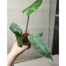 Philodendron billietiae pot 550p