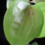 Hoya surigolonensis=surigaoensis                690