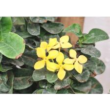 Иксора сп.(Т11) желтый цветок и волнистые листья /  Ixora sp.(T11) yellow flower and wavy leaf 153